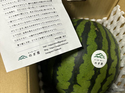 朝獲り！鳥取県産大玉スイカ1玉(6kg以上）