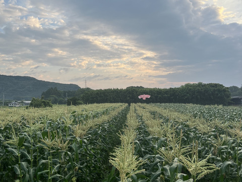 生でもガブり！と頬張れるトウモロコシ『ドルチェドリーム』10本入り 約4キロ