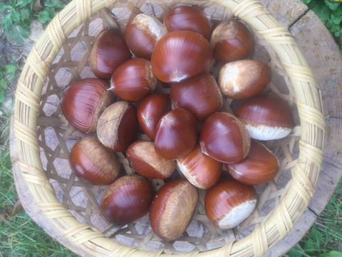 北海道産！食べ応え抜群！大粒！1000g