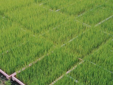 【令和7年新米】自然栽培ヒノヒカリ白米5Kg 栽培期間中農薬・肥料不使用