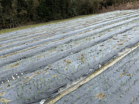 葉玉葱🧅／ホーム玉葱／シャルム　５キロ