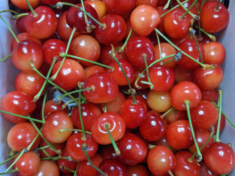 さくらんぼ佐藤錦Mサイズ