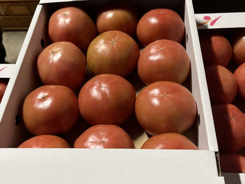 新鮮！朝採り！熊本県産大玉トマト！（4kg）