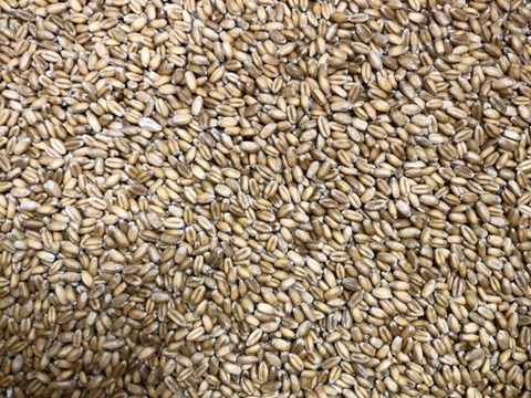 香り豊か！7年産有機南部小麦「全粒粉」１kg詰め