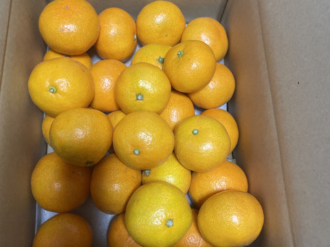 【食べチョクで１番売れてるみかんです！】夕やけみかん（3㎏）小玉（圧倒的人気のみかんです！）