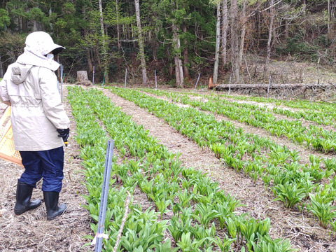 【2026年優先予約】！初物を優先発送(4月中旬)！太い行者にんにく500g　「やわらか若葉」幻の山菜