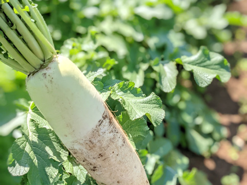 【選べる】オーガニック野菜セット(9品)