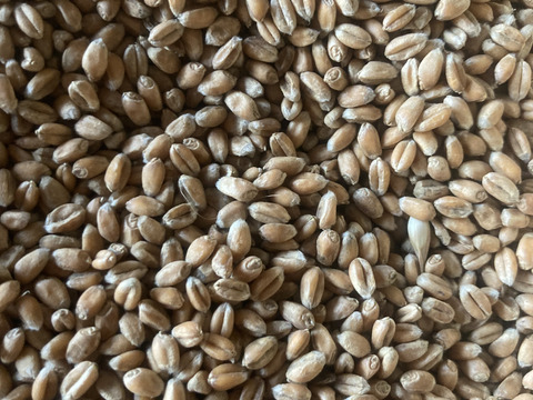 天日干し　香りと風味が抜群！ミナミノカオリ　玄麦　10kg  大分県竹田市産　農薬化学肥料不使用栽培