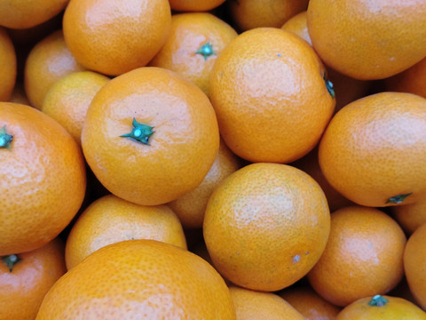 送料無料 通販 激安 濃厚なコクのある味わい‼️ 広島県産 5kg(箱込み いしじみかん🍊 その他