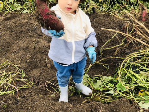 栗かぐや　5kg 栽培期間中　農薬不使用