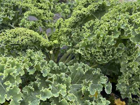 【栄養価が高い】しゅんセット(8〜10品目前後)