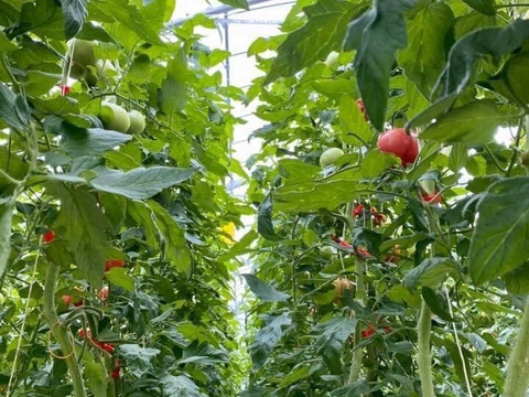 かわいいサイズのトマト