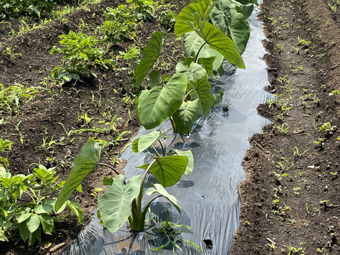 旬の野菜セット（80サイズ段ボール箱に　５～10品目）