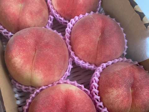 硬め食感！山形県産さくら白桃【2キロ大玉6個入】