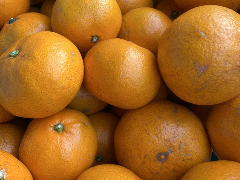 愛媛県大三島産みかん🍊【農薬不使用】5キロ