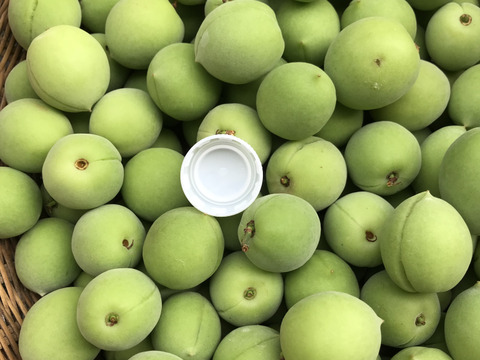 梅干し用　梅　3キロ　採れたて♪ 産地直送