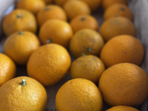 夏みかん　「昔ながらの爽やかで酸っぱい柑橘」5kg