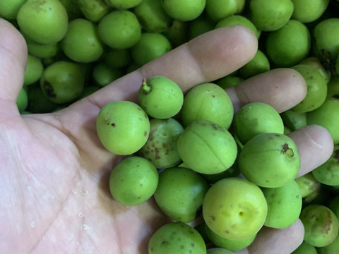 「訳あり」「B級品」あまちゃんサイズ小梅3キロ