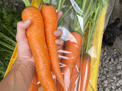 【サステナブルな地域循環型セット】農薬不使用野菜5種と国産飼料の放牧卵「君は太陽」10個