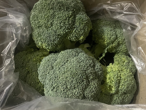 【無くなり次第終了！】クリア🥦