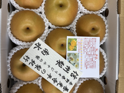 「冬ギフト」南水梨　贈答用　ご好評販売中　長野県オンリーの梨　贈答3キロコース　秋ギフトご贈答用（11個前後入り）
