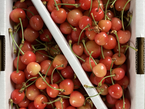 先行予約❗️🍒さくらんぼ佐藤錦🍒訳あり加工用　1キロバラ詰め