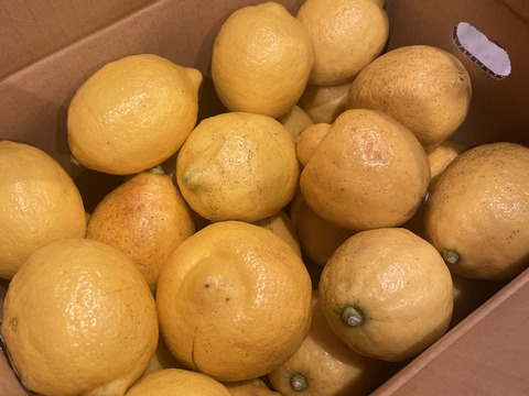 【広島県産】瀬戸田しまなみレモンAB混合品(3kg) 栽培期間中農薬不使用