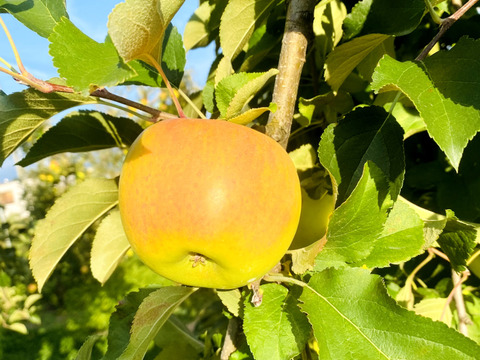 【このりんごを嫌いな人はいますか？？】名月 5キロ箱 訳あり品 商品ID75987 長野県 信州 安曇野 リンゴ 幻 幻のリンゴ 予約 希少 旬 甘い