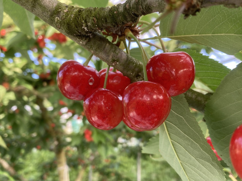 山形のさくらんぼ ご家庭用「紅秀峰」700g