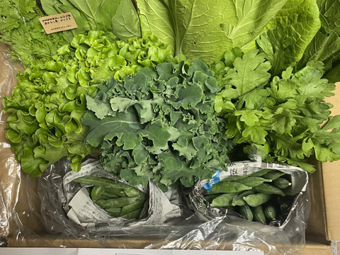 【きほんのやさいBOX（８品）】使い慣れた野菜を中心に、農薬や化学肥料に頼らずにゆっくり元気に育った野菜をお届けします！