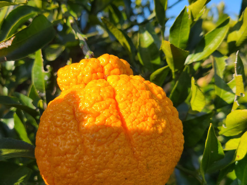 有機JAS認証　愛媛県産　有機　不知火　オーガニック　(家庭用)