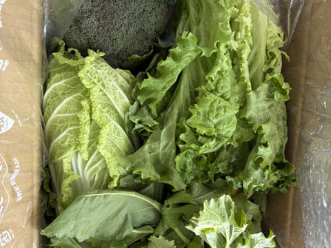 但馬の旬をお届け！採れたて野菜セットM【8〜9種類】(80サイズ)