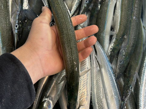 とくだいサヨリ 日間賀島産 刺身OK 塩焼き・フライ用 1kg ゴールデンウイーク大漁特価100-125g個体※8-10匹
もっとでかいのも入れるかも!
2．3枚目の写真のサイズ