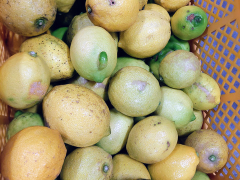 段々畑のレモン【超訳あり】5kg（箱込）