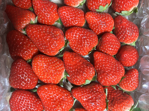 濃く甘いちご【紅ほっぺ】1000ｇ以上　◇朝どれ完熟保証◇