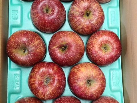 今年の出来は大粒　桃農家のりんご （サンふじ）５ｋｇ（１6個位）サクッとジューシー　最高の出来栄えです