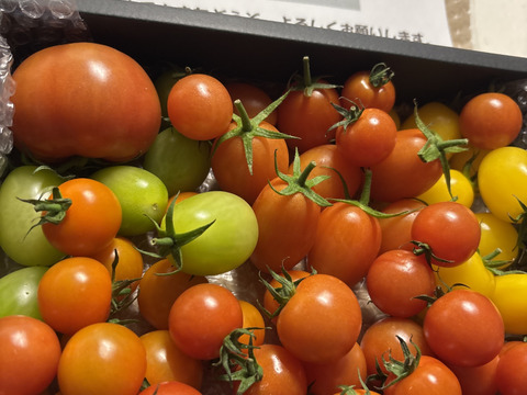 【定期便で５％お得】カラフルで甘いミニトマトの【おまかせ】詰め合わせセット（１ｋｇ）新鮮配送！ 完熟ツヤツヤ！魔法の美味しさ！【トマト食べ比べ】