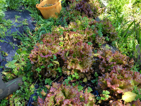 自然栽培のお野菜詰合せ【お試し用】