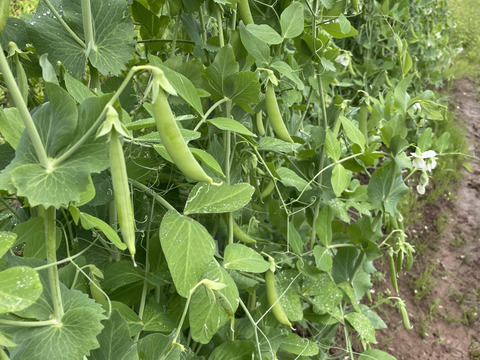 スナップエンドウ、キヌサヤ100g詰め合わせ