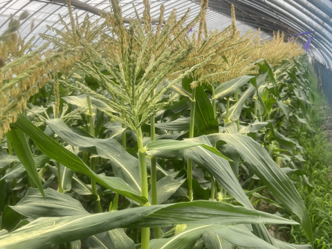 わたあめとうもろこし　4本　( ´ ▽ ` )あまー