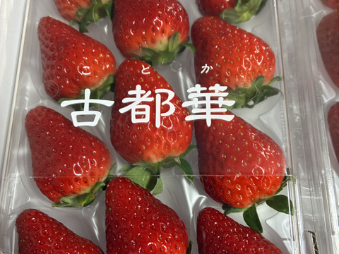 『古都華』濃厚な甘味と香り（1パック270g以上、２パック入り）