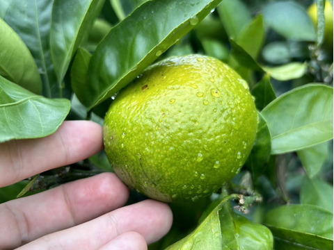 🍊長崎県産🍊 極早生みかん ３.5kg 【家庭用】