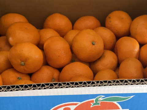 『青島』5㎏ Mサイズ（１㎏あたり9-10個）温州みかん 湯河原産
