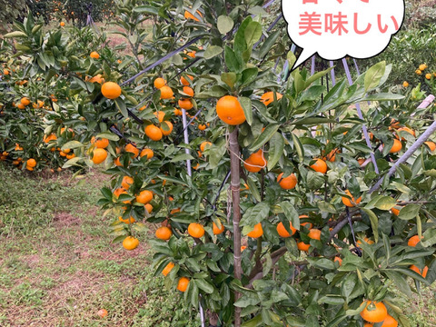 【絶品　濃厚　糖度15度以上】　プレミアム田口みかん3kg