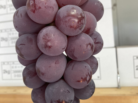 【赤秀】朝採れピオーネ｜農家直送1.0kg（500g×2）