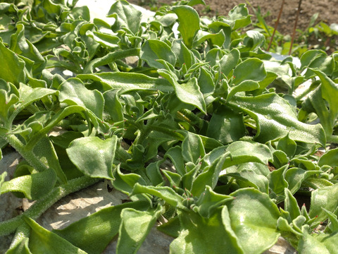 【まとめ買い用】アイスプラント 一本