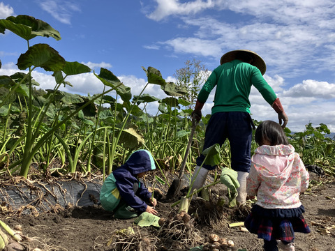 おおふくの里芋 10キロ 〜ねっとりおいしい！〜農薬不使用有機肥料栽培