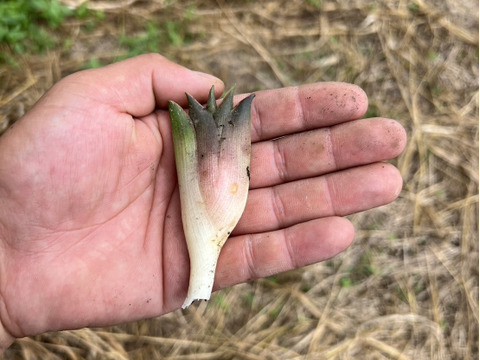 【森の茗荷】群馬県東吾妻町産　みょうが　600g 国産