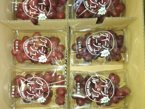 🍇朝採り🍇　1房500g超え果汁たっぷりのシャインマスカット(1.5kg・2～３房入り)