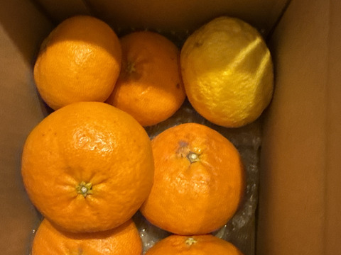 箱込約2㌔　甘平　愛媛県鉄板アイテム